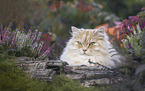 German Longhair Cat