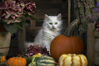 German Longhair Cat