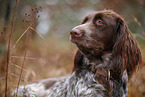 German longhair pointer