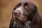 German longhair pointer