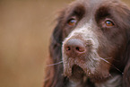 German longhair pointer