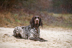 German longhair pointer