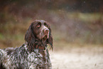 German longhair pointer