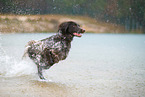 German longhair pointer