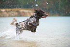 German longhair pointer