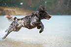 German longhair pointer