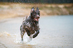 German longhair pointer