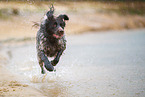 German longhair pointer