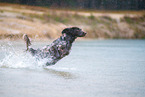 German longhair pointer