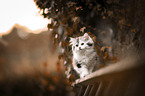 German Shorthair Cat