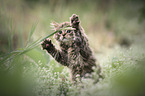 German Shorthair Cat