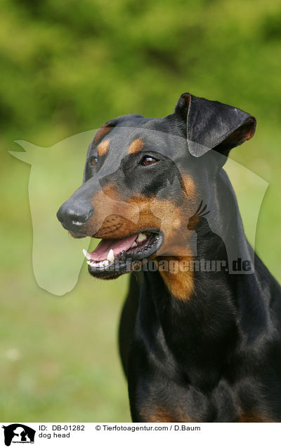 Deutscher Pinscher Portrait / dog head / DB-01282