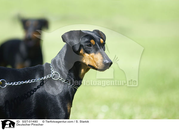 Deutscher Pinscher / Deutscher Pinscher / SST-01480