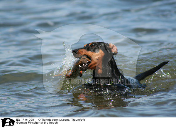 Deutscher Pinscher am Strand / German Pinscher at the beach / IF-01098