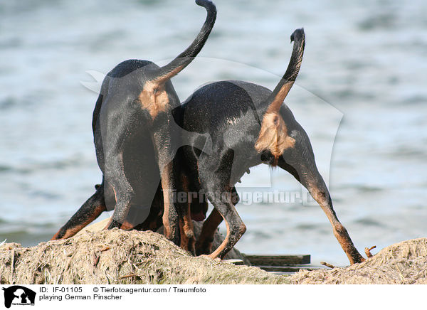 spielende Deutsche Pinscher / playing German Pinscher / IF-01105