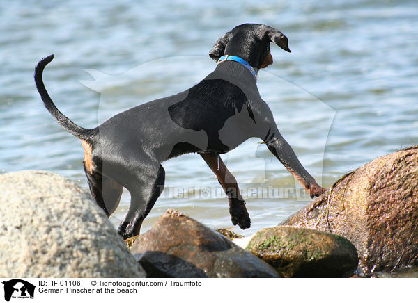 Deutscher Pinscher am Strand / German Pinscher at the beach / IF-01106