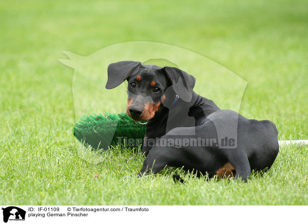 spielender junger Deutscher Pinscher / playing German Pinscher / IF-01109