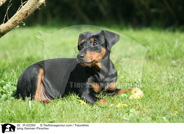 liegender Deutscher Pinscher / lying German Pinscher / IF-02260