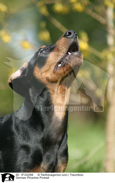 Deutscher Pinscher Portrait / German Pinscher Portrait / IF-02266