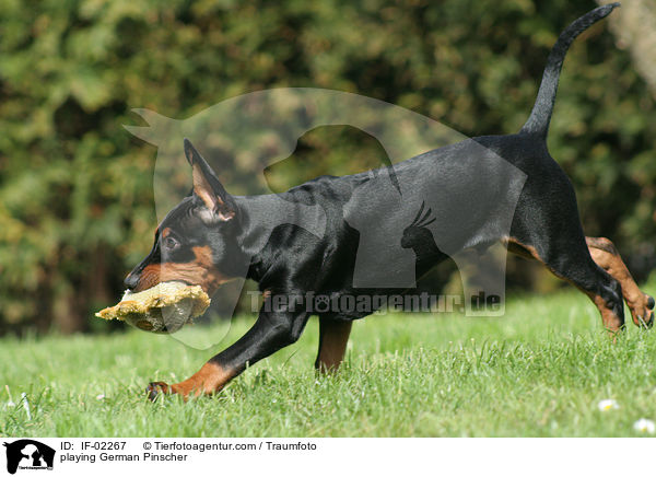 spielender Deutscher Pinscher / playing German Pinscher / IF-02267