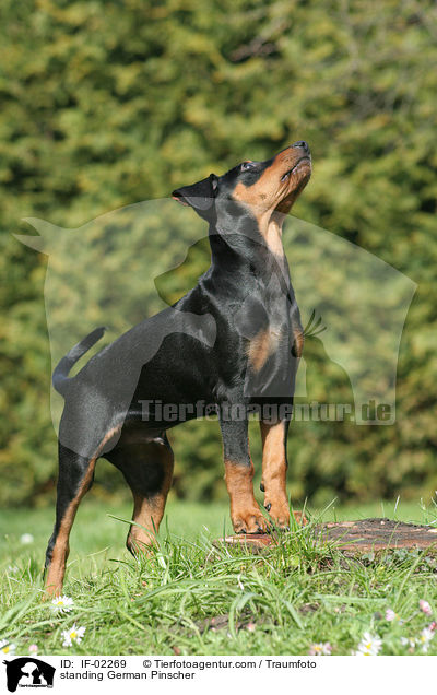 standing German Pinscher / IF-02269