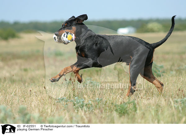 spielender Deutscher Pinscher / playing German Pinscher / IF-02551