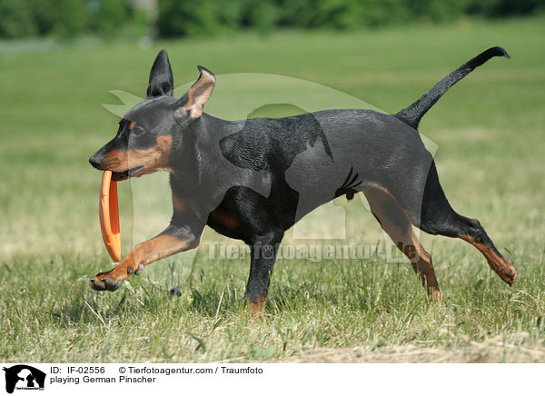 spielender Deutscher Pinscher / playing German Pinscher / IF-02556