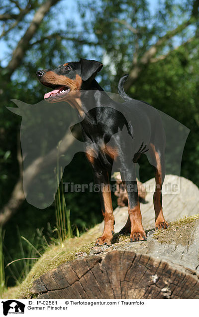 Deutscher Pinscher / German Pinscher / IF-02561