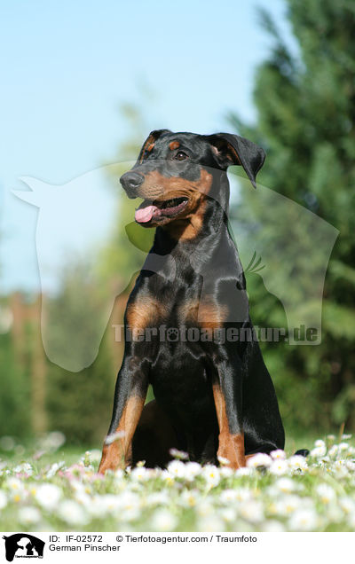 Deutscher Pinscher / German Pinscher / IF-02572