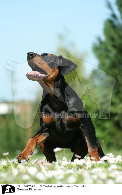 Deutscher Pinscher / German Pinscher / IF-02573