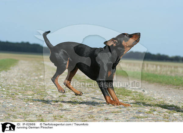 rennender Deutscher Pinscher / running German Pinscher / IF-02869