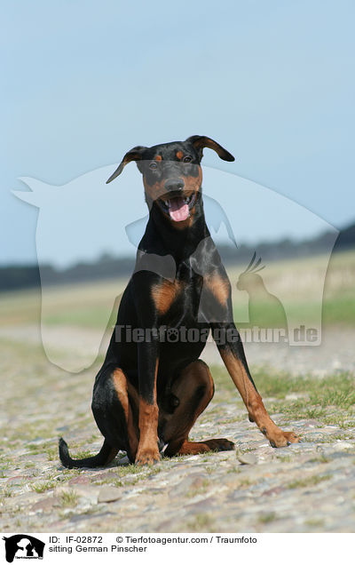 sitzender Deutscher Pinscher / sitting German Pinscher / IF-02872