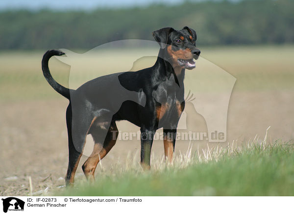 Deutscher Pinscher / German Pinscher / IF-02873