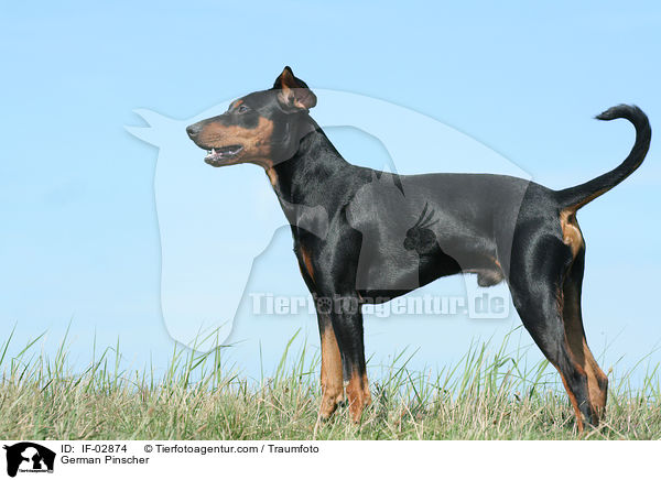 Deutscher Pinscher / German Pinscher / IF-02874