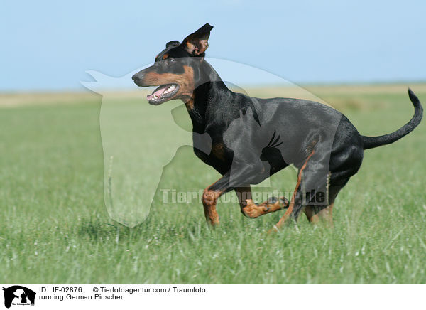 rennender Deutscher Pinscher / running German Pinscher / IF-02876