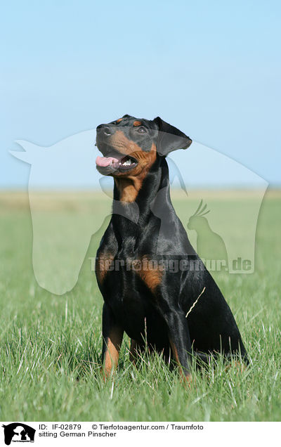 sitzender Deutscher Pinscher / sitting German Pinscher / IF-02879