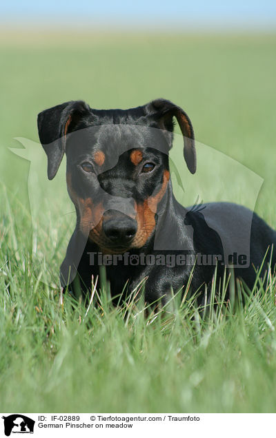 Deutscher Pinscher auf Wiese / German Pinscher on meadow / IF-02889