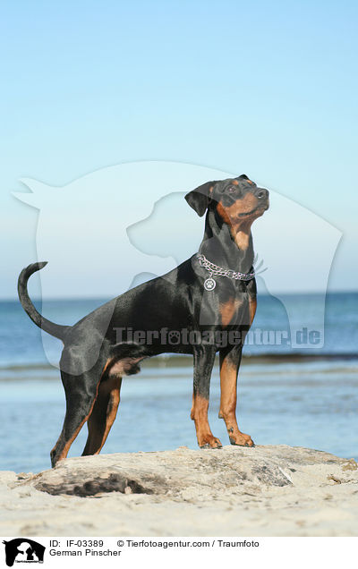 Deutscher Pinscher / German Pinscher / IF-03389