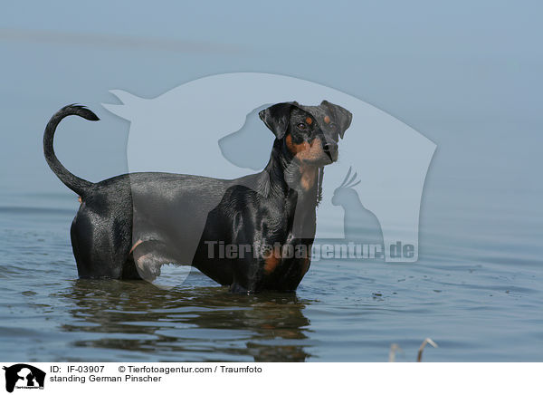 stehender Deutscher Pinscher / standing German Pinscher / IF-03907