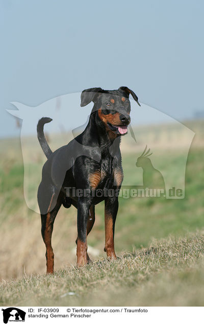 stehender Deutscher Pinscher / standing German Pinscher / IF-03909