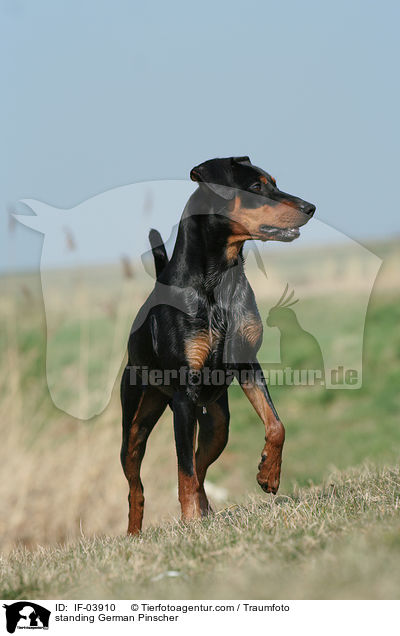 stehender Deutscher Pinscher / standing German Pinscher / IF-03910