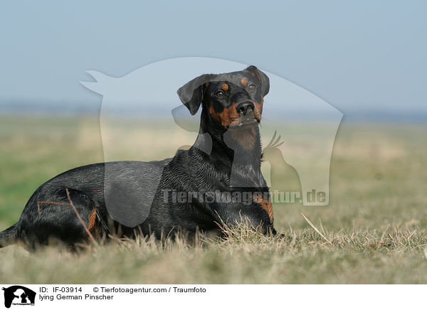 liegender Deutscher Pinscher / lying German Pinscher / IF-03914