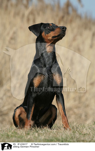 sitzender Deutscher Pinscher / sitting German Pinscher / IF-03917