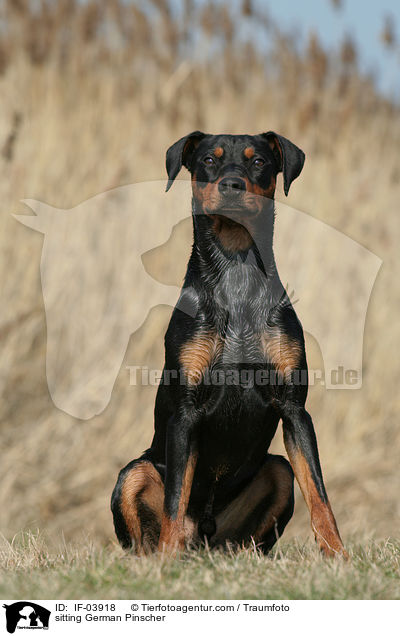 sitzender Deutscher Pinscher / sitting German Pinscher / IF-03918