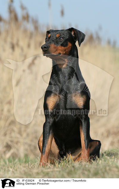 sitzender Deutscher Pinscher / sitting German Pinscher / IF-03924