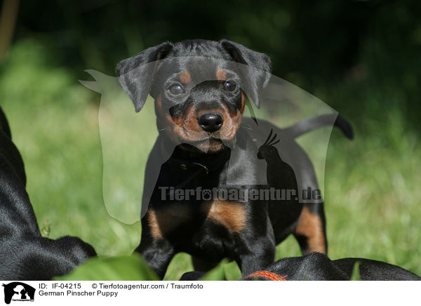 Deutscher Pinscher Welpe / German Pinscher Puppy / IF-04215