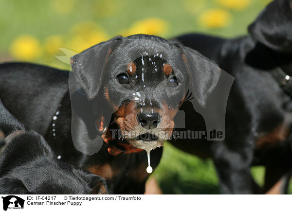 Deutscher Pinscher Welpe / German Pinscher Puppy / IF-04217