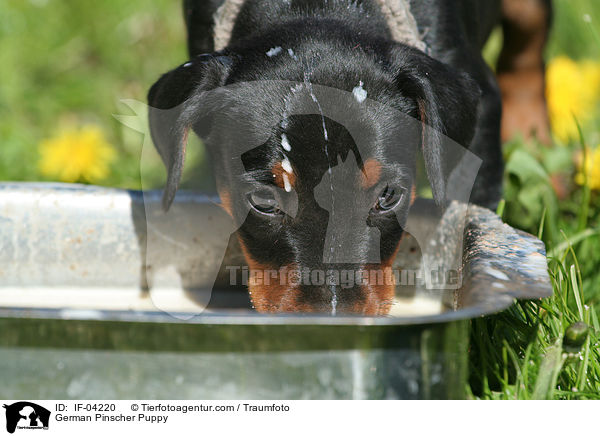 Deutscher Pinscher Welpe / German Pinscher Puppy / IF-04220