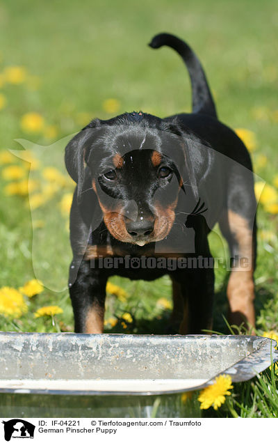 Deutscher Pinscher Welpe / German Pinscher Puppy / IF-04221