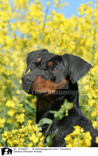 Deutscher Pinscher Portrait / German Pinscher Portrait / IF-04257